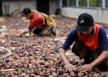 Hilirisasi Gambir Bisa Dongkrak Ekonomi Sumbar