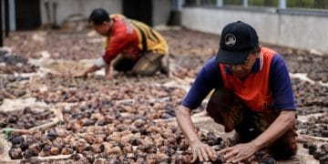 Hilirisasi Gambir Bisa Dongkrak Ekonomi Sumbar