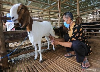 Susu Kambing Menjadi Alternatif Sehat: Apa Artinya bagi Sumbar