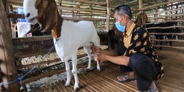 Susu Kambing Menjadi Alternatif Sehat: Apa Artinya bagi Sumbar
