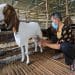 Susu Kambing Menjadi Alternatif Sehat: Apa Artinya bagi Sumbar