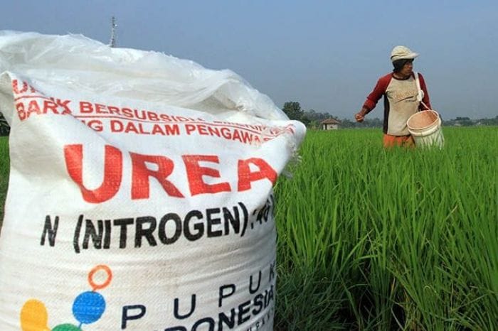 Penurunan Harga Pupuk Subsidi 20 Persen: Peluang dan Tantangan bagi Petani Sumbar