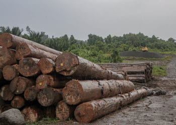 Perusahaan Kayu di Sipora: Antara Izin dan Ancaman Hidup