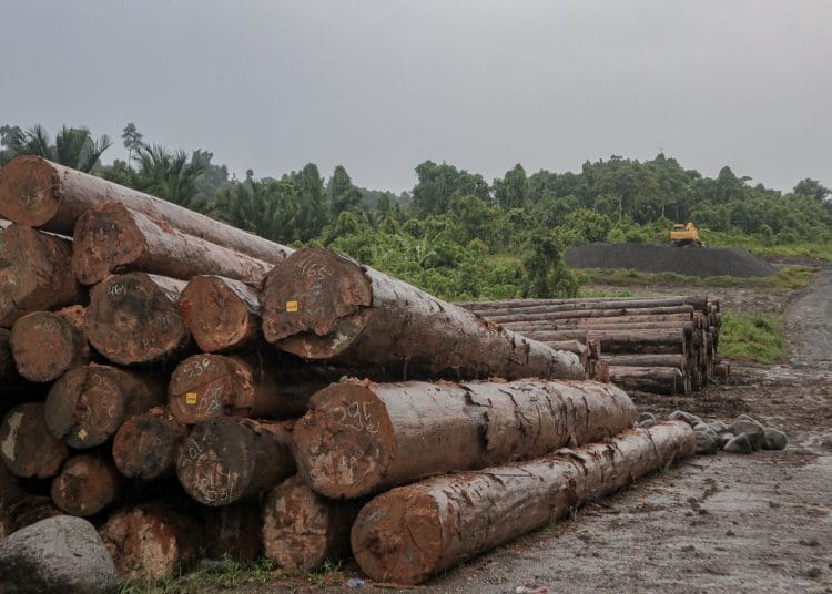 Perusahaan Kayu di Sipora: Antara Izin dan Ancaman Hidup