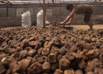 Sumbar Matangkan Rencana Jadi Sentra Hilirisasi Gambir Nasional