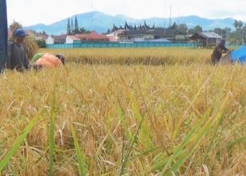 Produksi Padi Solok Naik 20 Persen, Petani Panen Harapan