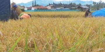 Produksi Padi Solok Naik 20 Persen, Petani Panen Harapan