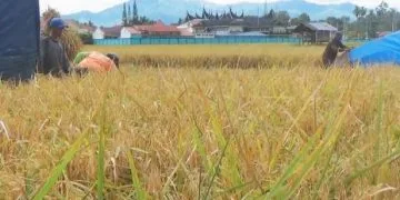 Produksi Padi Solok Naik 20 Persen, Petani Panen Harapan