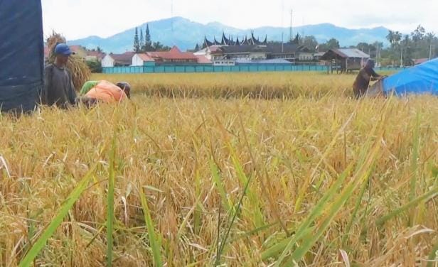 Produksi Padi Solok Naik 20 Persen, Petani Panen Harapan