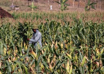 Harga Jagung di Solok Selatan Masih Tinggi, Petani Lega tapi Tantangan Produksi Belum Usai