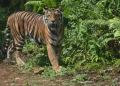 Dua Harimau Sumatera Muncul di Jalan Lintas Agam