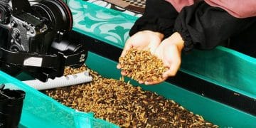 Budidaya Maggot di Sumbar: Solusi Ekonomi Anak Muda dan Pengurai Sampah Organik