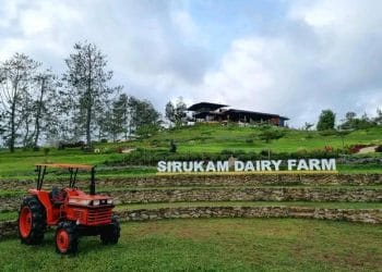 Sirukam Dairy Farm, Wisata Edukasi Susu Terbesar di Sumbar