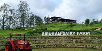 Sirukam Dairy Farm, Wisata Edukasi Susu Terbesar di Sumbar