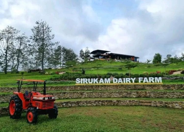Sirukam Dairy Farm, Wisata Edukasi Susu Terbesar di Sumbar
