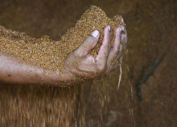 Inovasi Sekam Padi Jadi Papan Bangunan Selamatkan Hutan