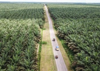 Penertiban Sawit Ilegal Berlanjut, Dana Denda Mulai Masuk