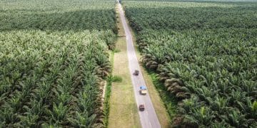 Penertiban Sawit Ilegal Berlanjut, Dana Denda Mulai Masuk