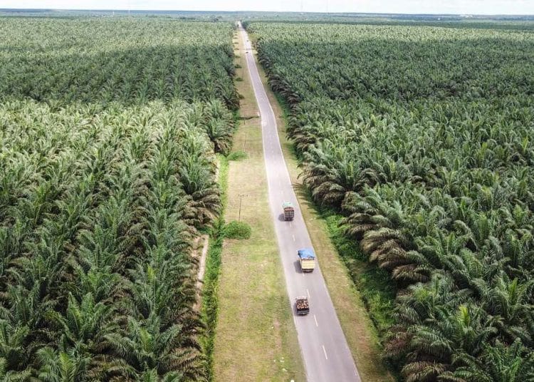 Penertiban Sawit Ilegal Berlanjut, Dana Denda Mulai Masuk