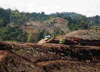 Hutan Habis Dibabat, Pembangunan Dipuji — Tanda Tanda Reformasi Lingkungan Tergerus