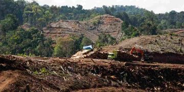 Hutan Habis Dibabat, Pembangunan Dipuji — Tanda Tanda Reformasi Lingkungan Tergerus