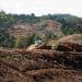 Hutan Habis Dibabat, Pembangunan Dipuji — Tanda Tanda Reformasi Lingkungan Tergerus