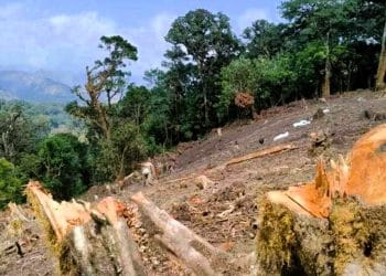 Pasaman Barat dibabat Diam-diam