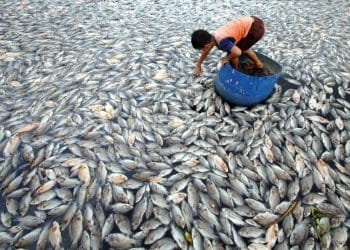 1.428 Ton Ikan Mati di Danau Maninjau, Krisis Berulang