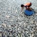 1.428 Ton Ikan Mati di Danau Maninjau, Krisis Berulang