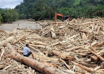 Kerugian Rp447 Miliar, PT BRN Dituntut atas Pembalakan Liar di Mentawai