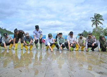 Kementan Rehabilitasi 6.451 Ha Sawah Terdampak Bencana di Sumbar